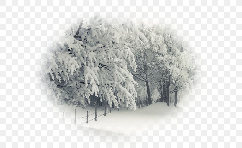 Winter Storm Desktop Wallpaper 4K Resolution Snow, PNG, 600x500px, 4k Resolution, Winter Storm, Black And White, Blizzard, Branch Download Free