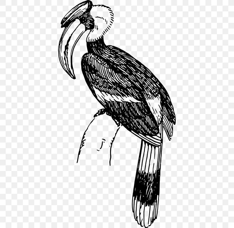 Bird Black-and-white-casqued Hornbill Clip Art, PNG, 412x800px, Bird, Animal, Art, Beak, Bird Of Prey Download Free