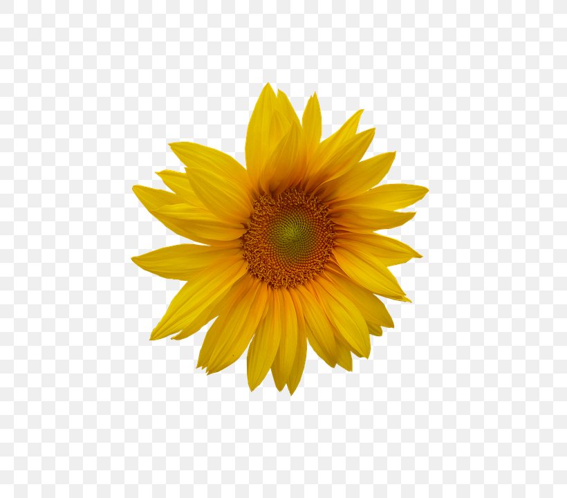 Common Sunflower Pseudanthium Sticker, PNG, 540x720px, Common Sunflower, Daisy, Daisy Family, Flower, Flowering Plant Download Free