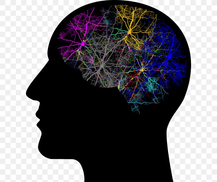 Human Brain Human Head Neuron, PNG, 624x688px, Watercolor, Cartoon, Flower, Frame, Heart Download Free