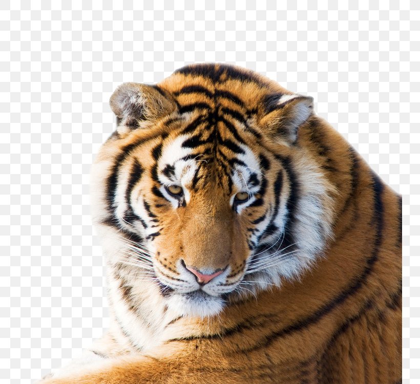 Leopard Siberian Tiger Lion Felidae White Tiger, PNG, 750x750px, 4k Resolution, Siberian Tiger, Bengal Tiger, Big Cats, Carnivoran Download Free