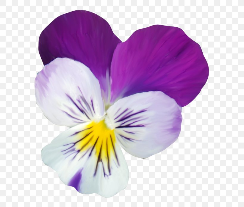 Pansy Violet Petal, PNG, 700x697px, Pansy, Flower, Flowering Plant, Magenta, Petal Download Free