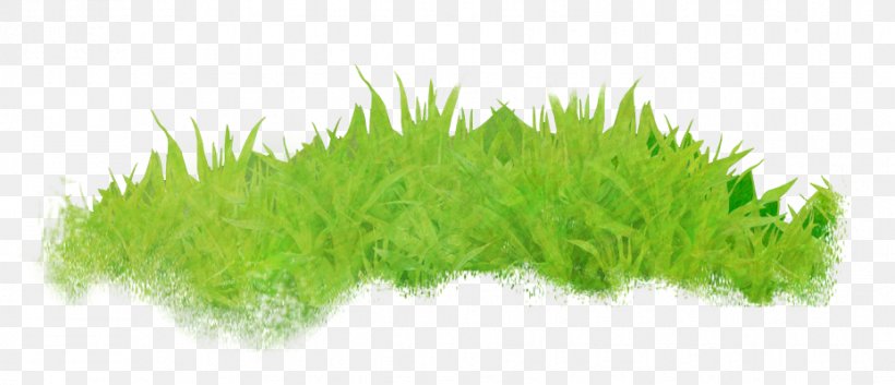 Wheatgrass Aquarium, PNG, 928x400px, Wheatgrass, Aquarium, Aquarium Decor, Commodity, Grass Download Free