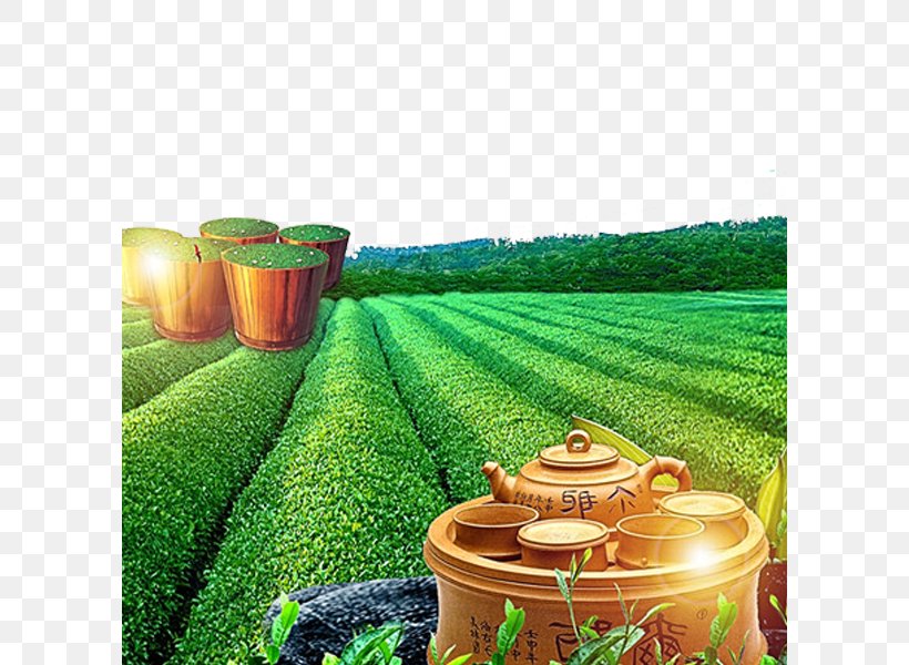 Tea Garden, PNG, 600x600px, Tea, Agriculture, Cartoon, Crop, Designer Download Free