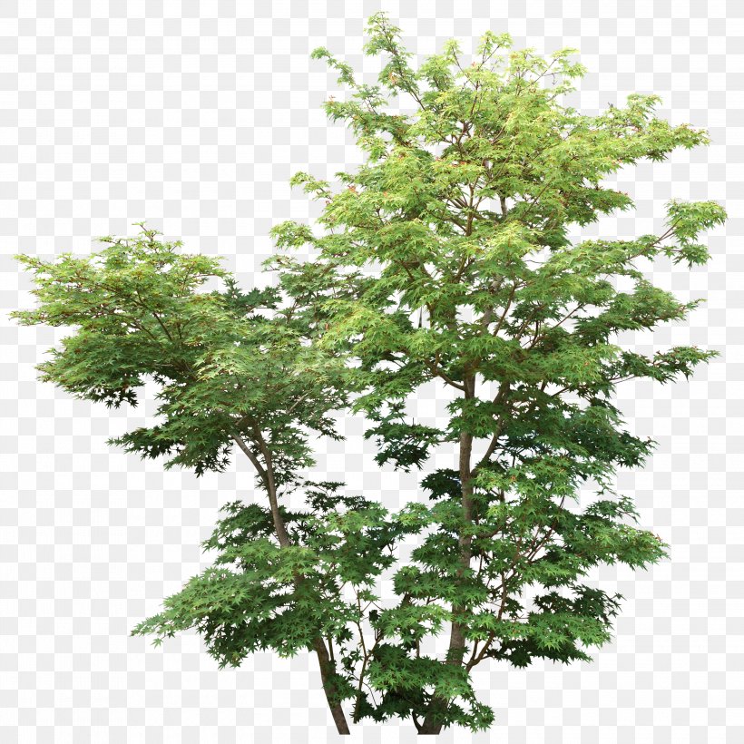 Tree Shrub Rendering Plant Branch, PNG, 3000x3003px, 3d Rendering, Tree, Architectural Drawing, Architecture, Branch Download Free