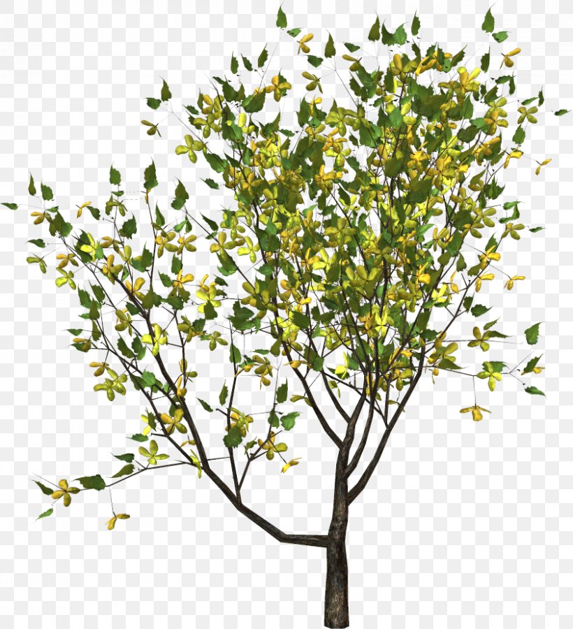 Twig Tree Yellow Plant, PNG, 842x925px, Twig, Branch, Cut Flowers, Flower, Flowering Plant Download Free