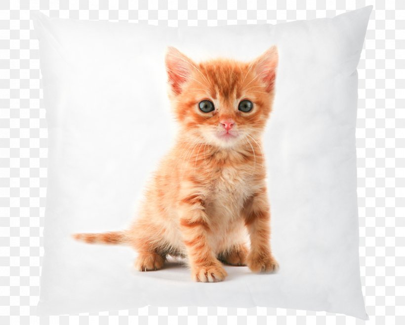 Cat Kitten Puppy Veterinarian Pet, PNG, 851x684px, Cat, Animal, Carnivoran, Cat Like Mammal, Cat Litter Trays Download Free