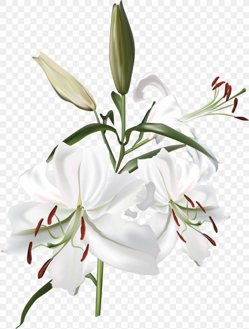 Lilium White, PNG, 7465x9863px, Lilium, Cut Flowers, Floral Design, Floristry, Flower Download Free