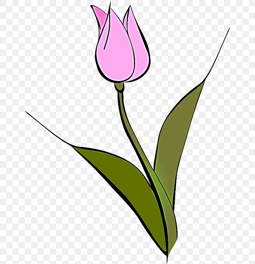 Lily Flower Cartoon, PNG, 659x850px, Tulip, Anthurium, Botany, Bud, Cut Flowers Download Free