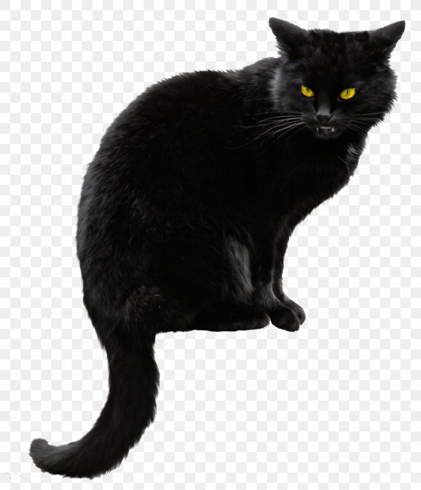 Siberian Cat Kitten Black Cat Halloween, PNG, 1024x1192px, Norwegian Forest Cat, Asian, Black, Black And White, Black Cat Download Free