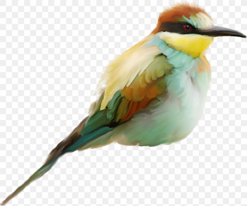 Bird Clip Art, PNG, 1139x954px, Bird, Animal, Beak, Bee Eater, Coraciiformes Download Free