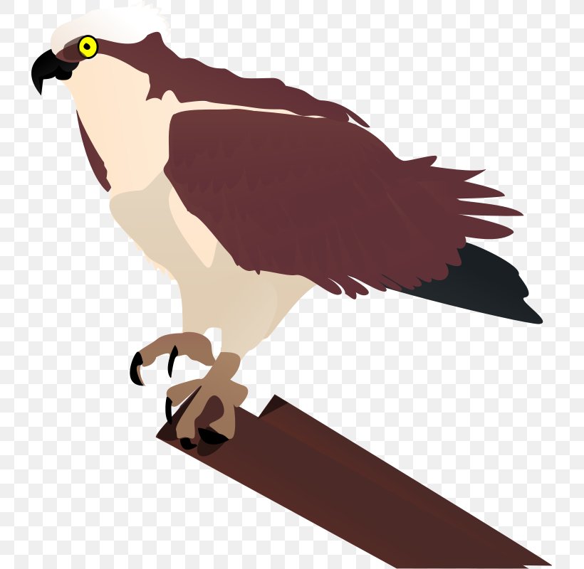 Bird Osprey Drawing Clip Art, PNG, 731x800px, Bird, Beak, Bird Of Prey, Drawing, Eagle Download Free