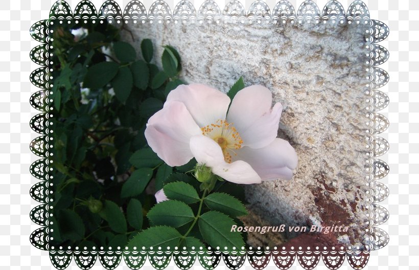 Floribunda Cabbage Rose Shrub Flora Art, PNG, 704x528px, Floribunda, Art, Cabbage Rose, Flora, Flower Download Free