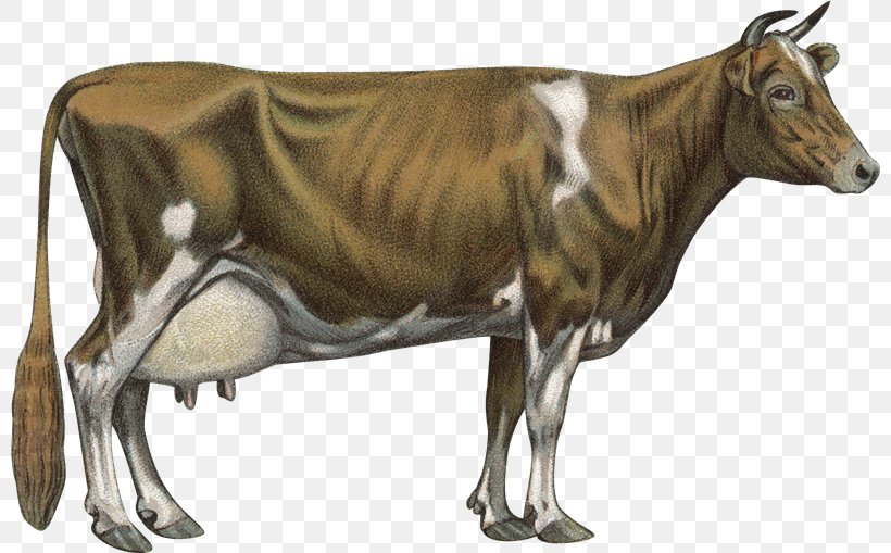 Jersey Cattle Guernsey Cattle Chillingham Cattle Holstein Friesian Cattle Brown Swiss Cattle, PNG, 800x509px, Jersey Cattle, Brown Swiss Cattle, Bull, Business, Cattle Download Free
