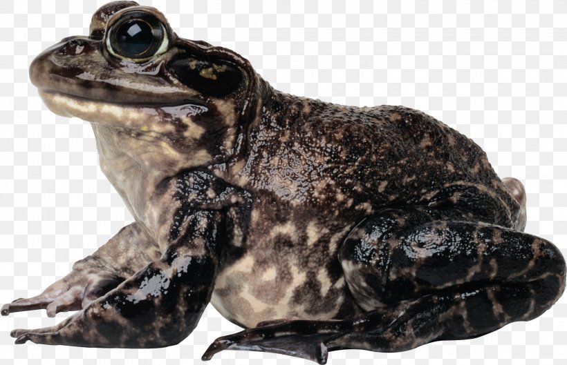 American Bullfrog Toad, PNG, 2248x1452px, Frog, American Bullfrog, Amphibian, Bullfrog, Edible Frog Download Free