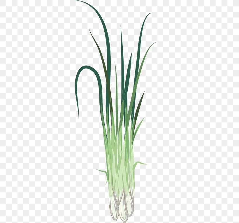 Chives Greenify Sweet Grass Plant Lemongrass, PNG, 567x765px, Chives, Allium Fistulosum, Aquarium, Aquarium Decor, Commodity Download Free