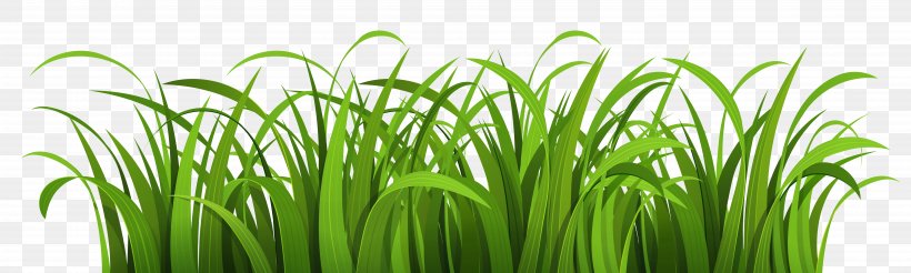 Clip Art, PNG, 7500x2250px, Cartoon, Animation, Chrysopogon Zizanioides, Commodity, Grass Download Free
