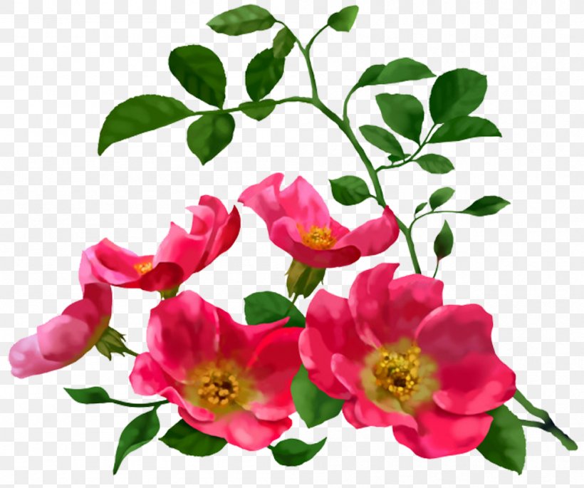 Flower Stock Illustration Illustration, PNG, 999x835px, Flower, Annual Plant, China Rose, Cut Flowers, Designer Download Free