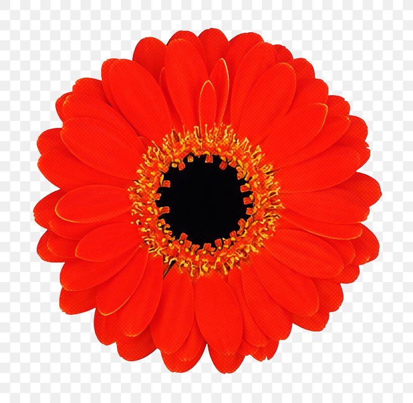 Flowers Background, PNG, 800x800px, Transvaal Daisy, Artificial Flower, Asterales, Barberton Daisy, Blue Download Free