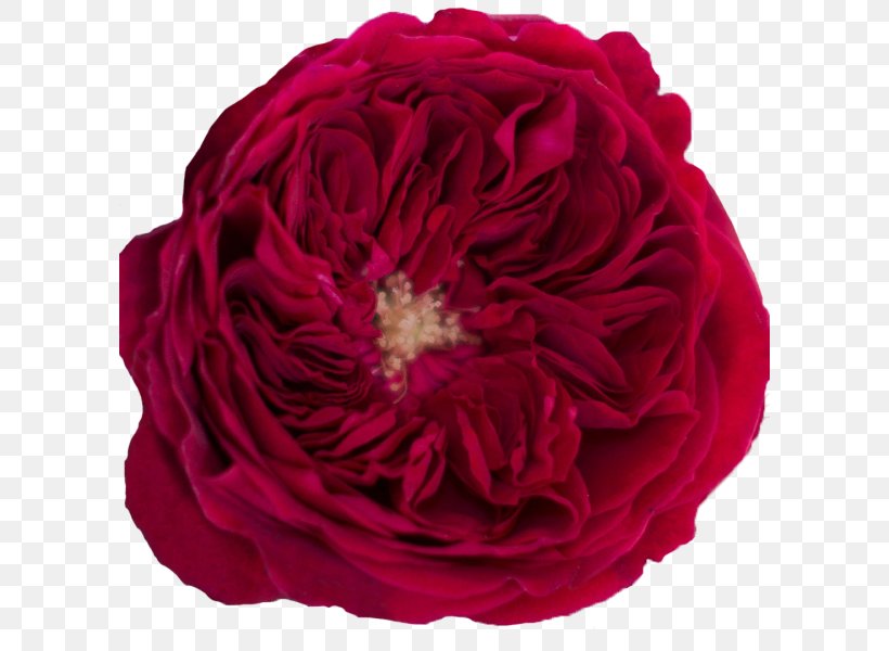 Garden Roses Cabbage Rose Rose Garden Floribunda, PNG, 600x600px, Garden Roses, Burgundy, Cabbage Rose, Cut Flowers, Floral Design Download Free