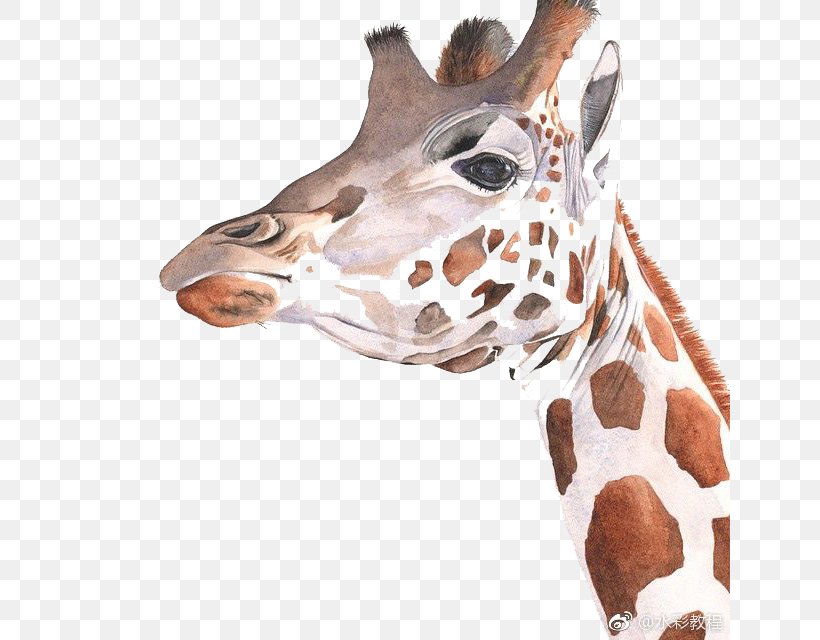 Giraffe Watercolor Painting Art Drawing, PNG, 640x640px, Giraffe, Animal Print, Art, Drawing, Fauna Download Free
