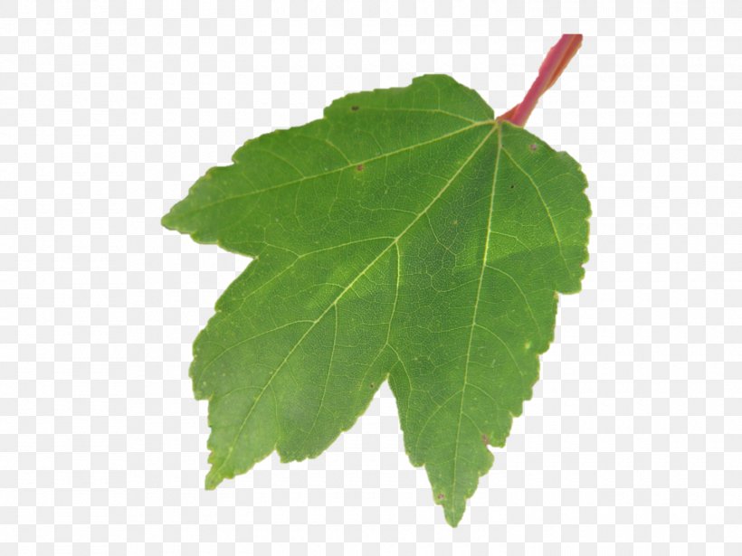 Grape Leaves Plane Trees Leaf Grapevines Plane Tree Family, PNG, 1500x1125px, Grape Leaves, Grapevines, Leaf, Plane Tree Family, Plane Trees Download Free