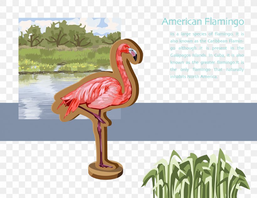 Beak, PNG, 1200x927px, Beak, Bird, Fauna, Flamingo, Organism Download Free
