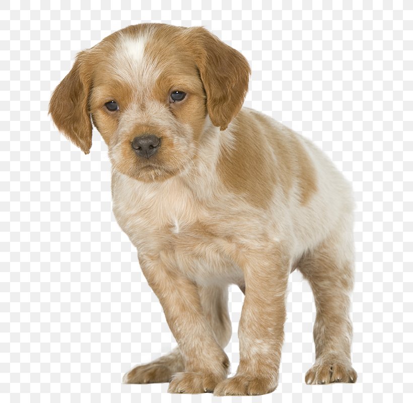 Brittany Dog Puppy Golden Retriever Yorkshire Terrier Dog Breed, PNG, 800x800px, Brittany Dog, Alaskan Malamute, Animal Husbandry, Boskapshund, Brittany Download Free