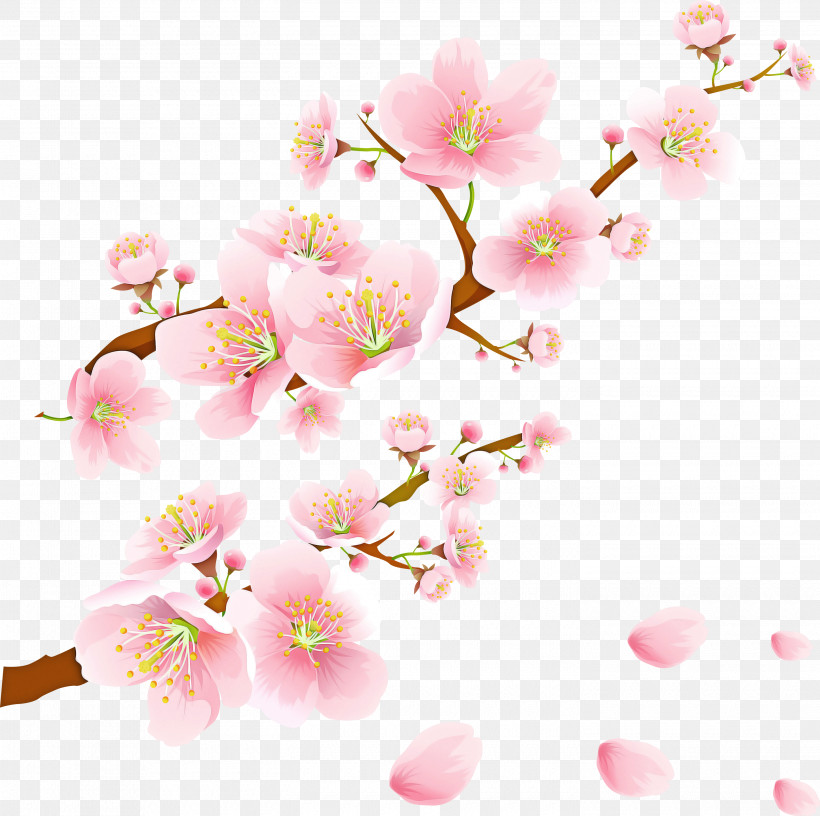 Cherry Blossom, PNG, 2900x2887px, Flower, Blossom, Branch, Cherry Blossom, Pedicel Download Free