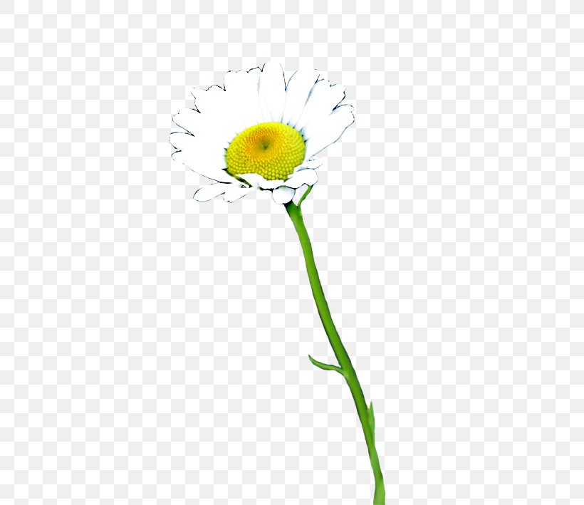 Common Daisy Oxeye Daisy Common Sunflower Cut Flowers Petal, PNG, 496x709px, Common Daisy, Common Sunflower, Cut Flowers, Daisy, Daisy Family Download Free