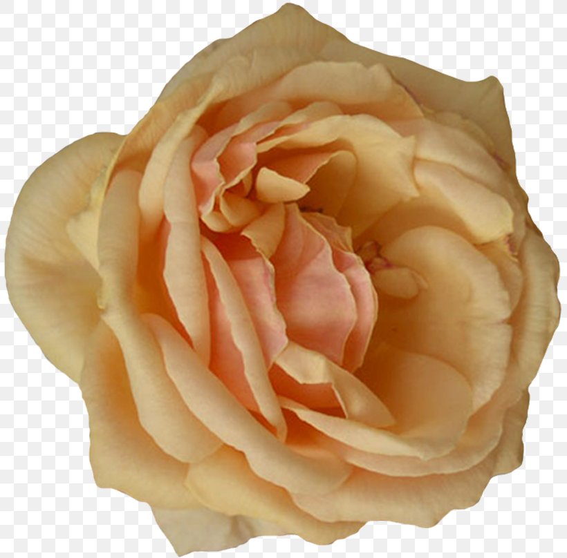 Garden Roses Cabbage Rose Floribunda Cut Flowers Petal, PNG, 808x808px, Garden Roses, Cabbage Rose, Closeup, Cut Flowers, Floribunda Download Free