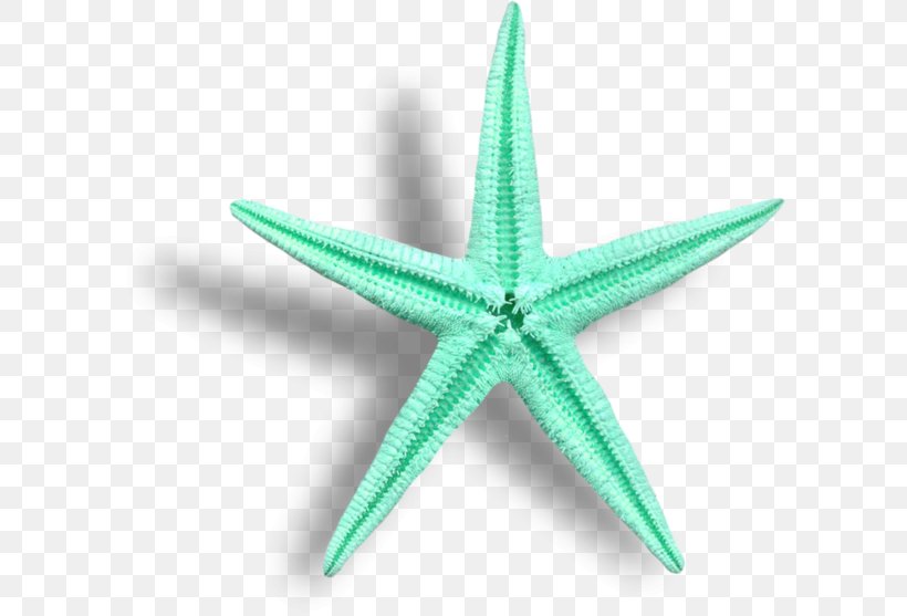 Starfish Cartoon, PNG, 600x557px, Starfish, Animal, Animation, Beach, Cartoon Download Free