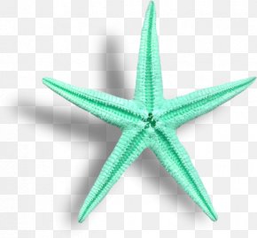 Starfish Cartoon Drawing, PNG, 1500x1230px, Starfish, Animation ...