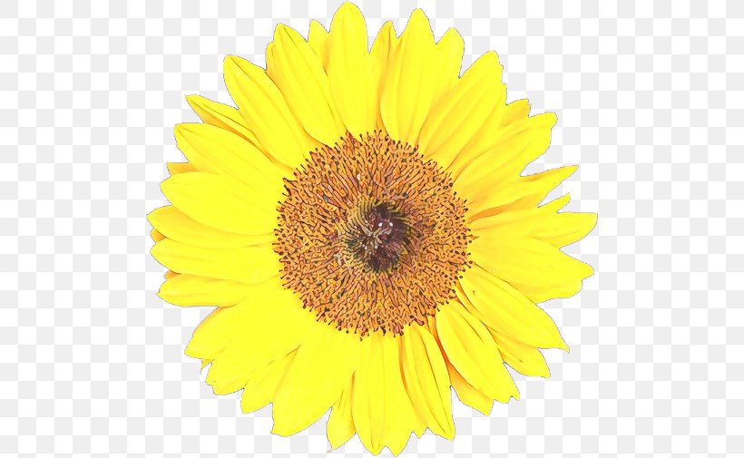 Sunflower, PNG, 500x505px, Cartoon, Cut Flowers, Flower, Flowering Plant, Gerbera Download Free