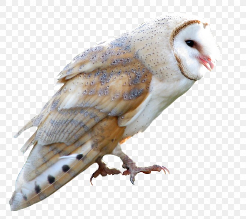 Barn Owl True Owl Barn-owl, PNG, 946x844px, True Owl, Barn Owl, Barred Owl, Beak, Bird Download Free