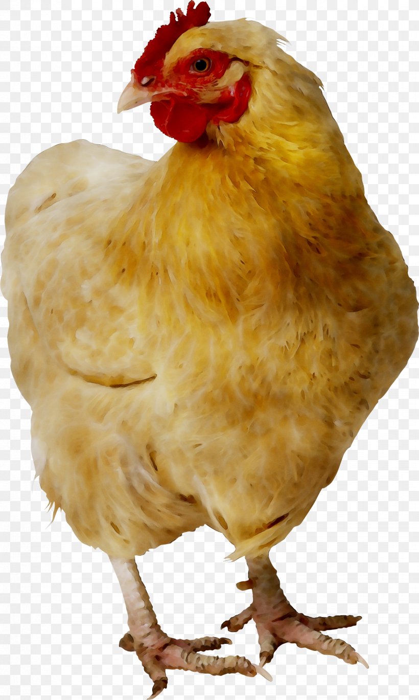 Chicken As Food Cornish Chicken Fried Chicken Plymouth Rock Chicken, PNG, 1648x2753px, Chicken As Food, Barbecue Chicken, Beak, Bird, Chicken Download Free