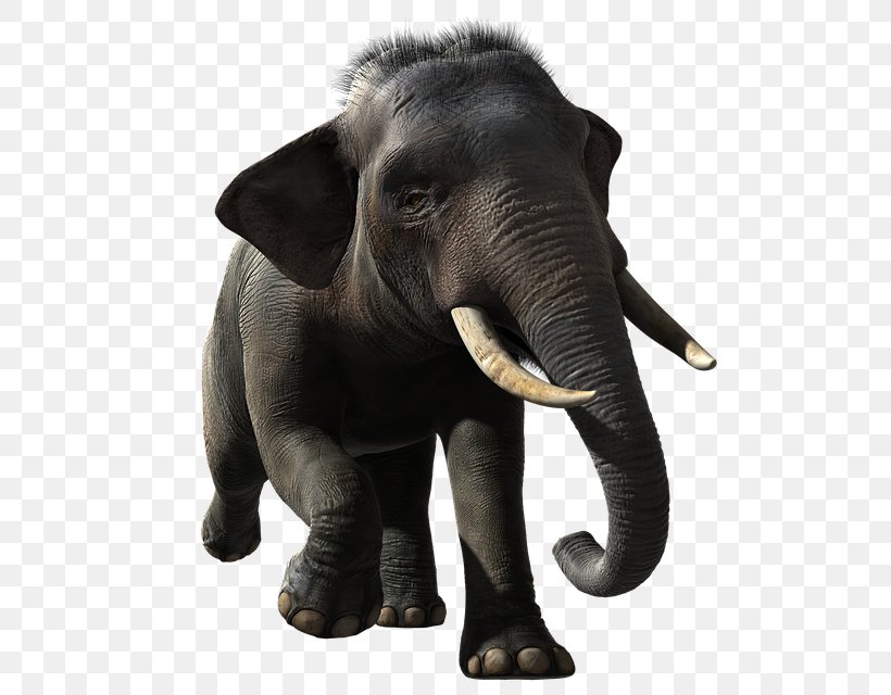 Indian Elephant, PNG, 640x640px, Indian Elephant, African Elephant, Animal, Animal Figure, Ear Download Free