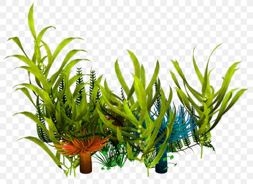 Underwater Aquatic Plants Seaweed Clip Art, PNG, 1024x745px, Underwater, Algae, Aquarium Decor, Aquatic Plant, Aquatic Plants Download Free