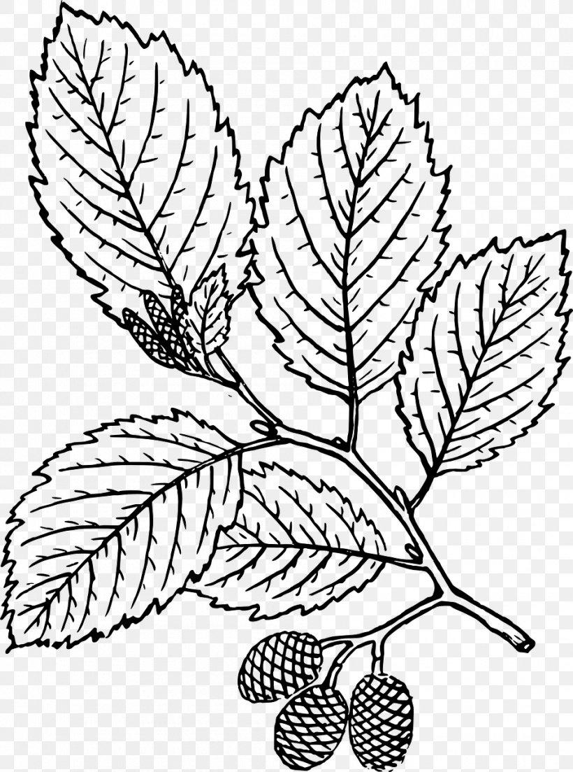 Alder Nature Drawing And Design; Botany, PNG, 950x1280px, Alder, Artwork, Black And White, Botany, Branch Download Free