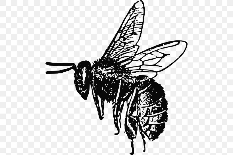 European Dark Bee Insect Clip Art Vector Graphics, PNG, 500x546px, European Dark Bee, Arthropod, Artwork, Bee, Black And White Download Free