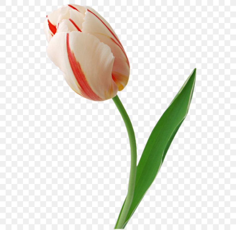 Tulip Cut Flowers, PNG, 569x800px, Tulip, Arumlily, Bud, Calas, Cut Flowers Download Free