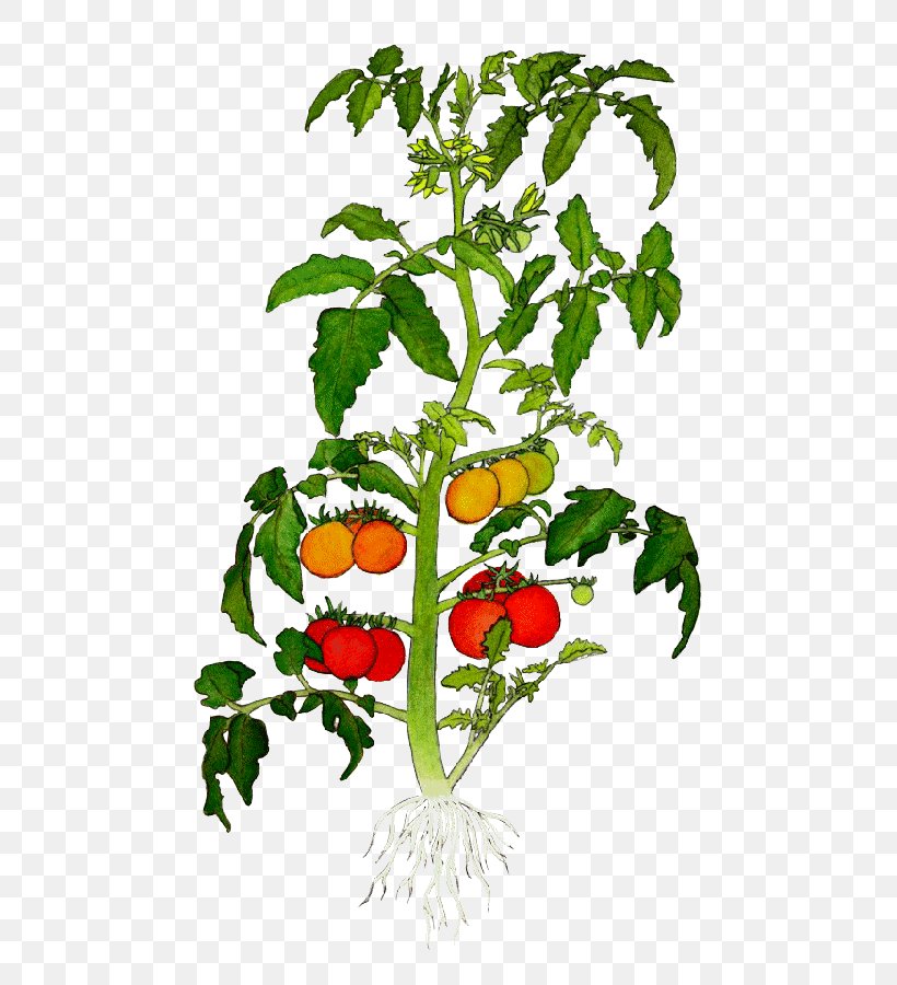 Heirloom Tomato Botanical Illustration Plant Drawing Cherry Tomato, PNG, 600x900px, Heirloom Tomato, Artwork, Bell Pepper, Botanical Illustration, Botany Download Free