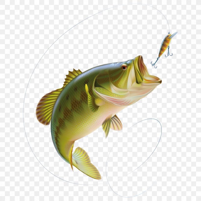 Largemouth Bass Smallmouth Bass Vector Graphics Bass Fishing, PNG, 1000x1000px, Largemouth Bass, Bass, Bass Fishing, Black Basses, Cichla Download Free