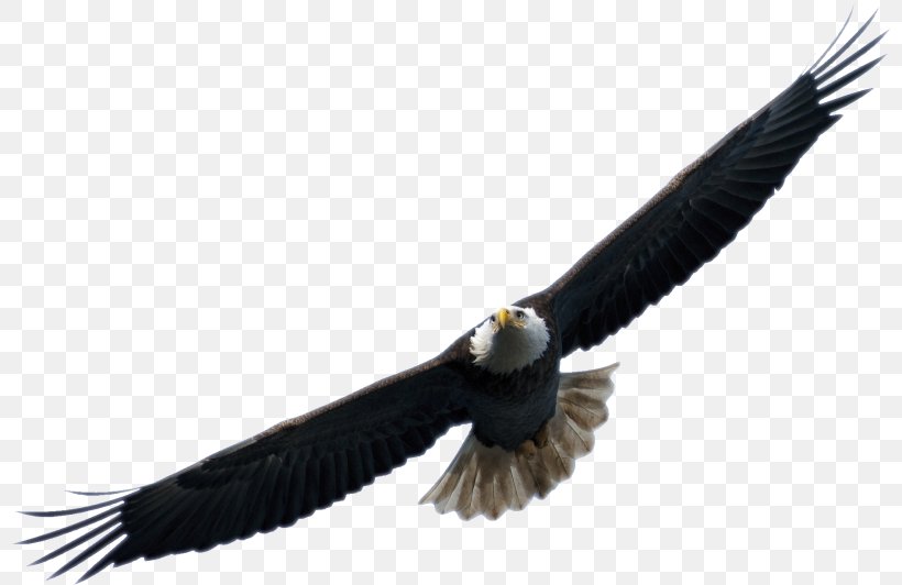 Bird Airplane Eagle Drone Racing, PNG, 800x532px, Bird, Accipitriformes, Airplane, Aviation, Bald Eagle Download Free