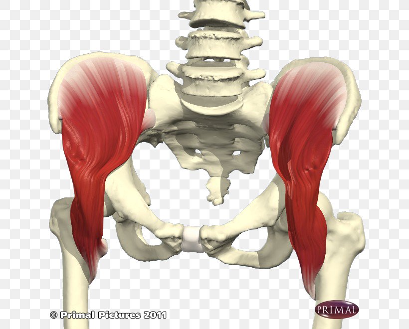 Hip Iliacus Muscle Psoas Major Muscle Iliopsoas, PNG, 660x660px, Watercolor, Cartoon, Flower, Frame, Heart Download Free