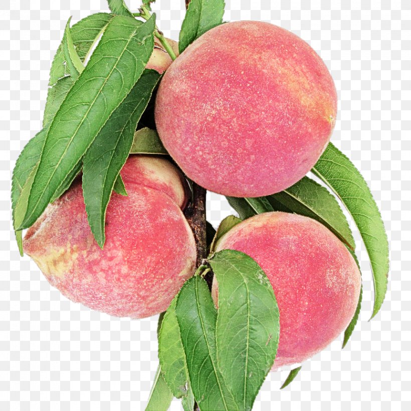 Peach European Plum Fruit Plant Food, PNG, 860x860px, Peach, European Plum, Flower, Food, Fruit Download Free