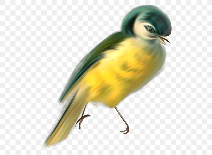 Bird Image Painting Animal, PNG, 545x600px, Bird, Animal, Beak, Blog, Cuteness Download Free