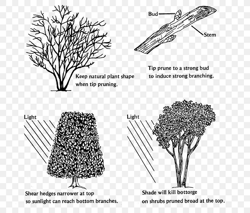 Branch Pruning Shrub Hedge Tree, PNG, 721x698px, Branch, Abelia, Black And White, Branch Collar, Broadleaved Tree Download Free