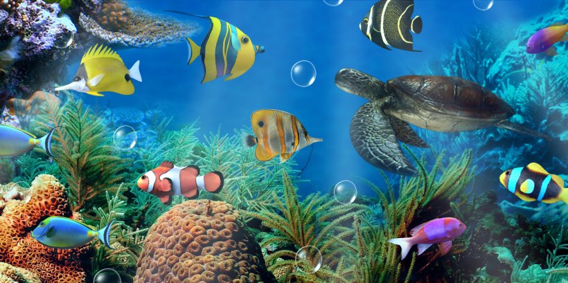  Aquarium  Android  Desktop Wallpaper  Aptoide Wallpaper  PNG 