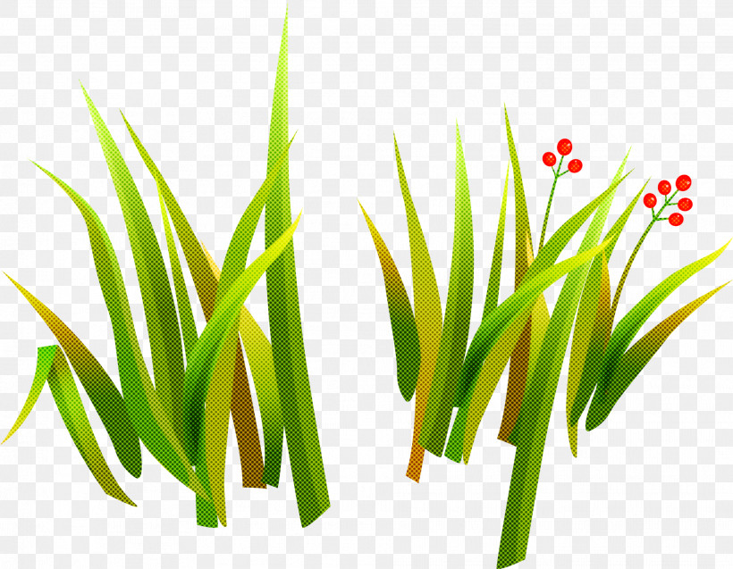 Grass Green Plant Grass Family Chives, PNG, 1914x1488px, Grass, Chives, Flower, Grass Family, Green Download Free